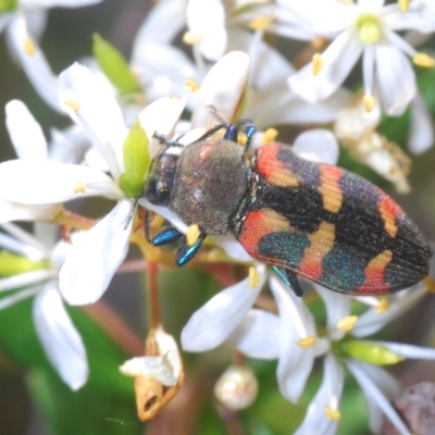 Castiarina sexplagiata (Jewel beetle) at Lower Cotter Catchment - 6 Mar 2023 by Harrisi