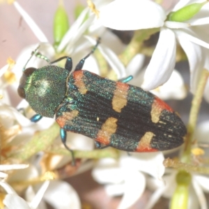 Castiarina sexplagiata at Cotter River, ACT - 6 Mar 2023 11:34 PM