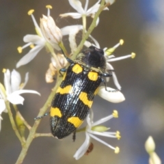 Castiarina australasiae (A jewel beetle) at Lower Cotter Catchment - 6 Mar 2023 by Harrisi