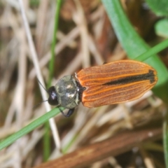 Castiarina erythroptera (Lycid Mimic Jewel Beetle) at Lower Cotter Catchment - 6 Mar 2023 by Harrisi