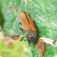 Castiarina erythroptera at Cotter River, ACT - 6 Mar 2023 04:44 PM