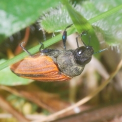 Castiarina erythroptera at Cotter River, ACT - 6 Mar 2023 04:44 PM