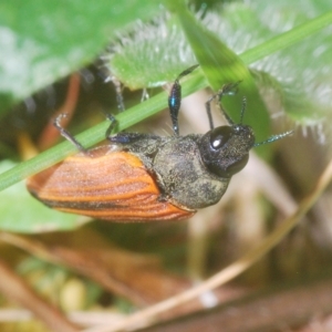 Castiarina erythroptera at Cotter River, ACT - 6 Mar 2023