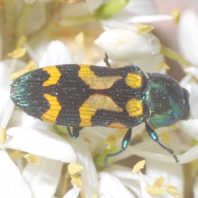 Castiarina flavopicta (Flavopicta jewel beetle) at Lower Cotter Catchment - 6 Mar 2023 by Harrisi