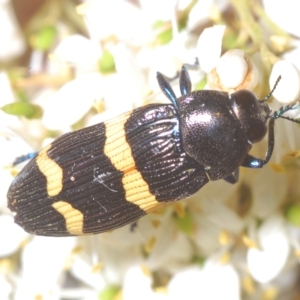 Castiarina bifasciata at Cotter River, ACT - 6 Mar 2023