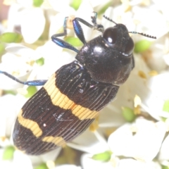 Castiarina bifasciata at Cotter River, ACT - 6 Mar 2023