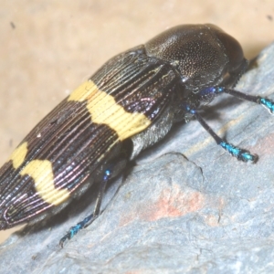 Castiarina bifasciata at Cotter River, ACT - 6 Mar 2023