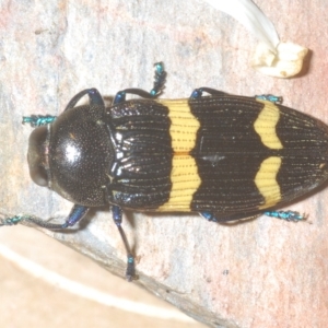 Castiarina bifasciata at Cotter River, ACT - 6 Mar 2023