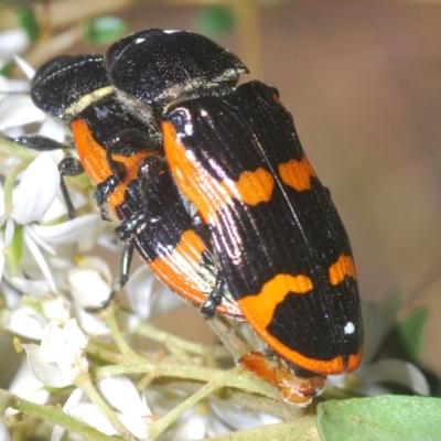 Castiarina bremei (A jewel beetle) at Lower Cotter Catchment - 6 Mar 2023 by Harrisi