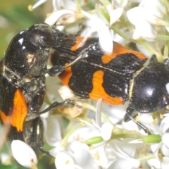 Castiarina bremei at Cotter River, ACT - 6 Mar 2023