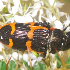 Castiarina bremei at Cotter River, ACT - 6 Mar 2023