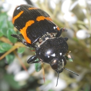 Castiarina bremei at Cotter River, ACT - 6 Mar 2023