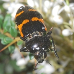 Castiarina bremei at Cotter River, ACT - 6 Mar 2023