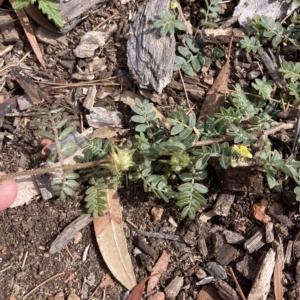 Tribulus terrestris at Bruce, ACT - 8 Mar 2023