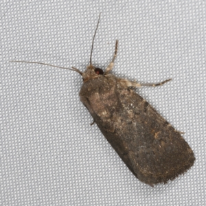 Proteuxoa provisional species 1 at O'Connor, ACT - 28 Feb 2023 09:26 PM