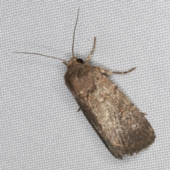 Proteuxoa provisional species 1 at O'Connor, ACT - 28 Feb 2023 09:26 PM