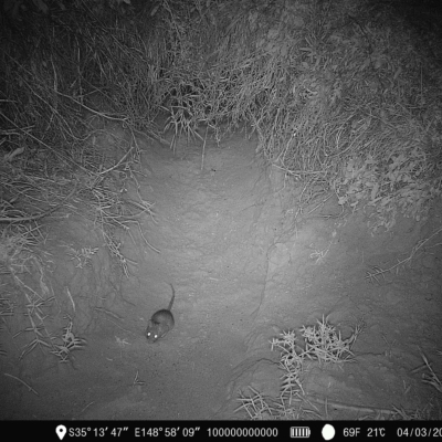 Rattus rattus (Black Rat) at Woodstock Nature Reserve - 3 Mar 2023 by Ange