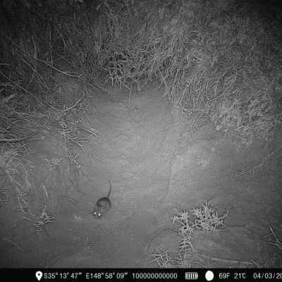 Rattus rattus (Black Rat) at Coree, ACT - 3 Mar 2023 by Ange