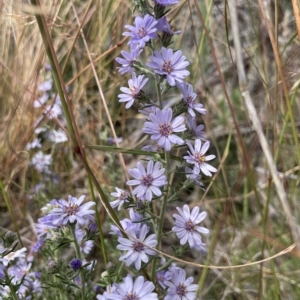 Olearia stricta var. parvilobata at Mount Clear, ACT - suppressed