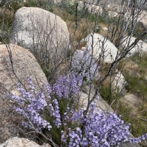 Olearia stricta var. parvilobata at Mount Clear, ACT - suppressed