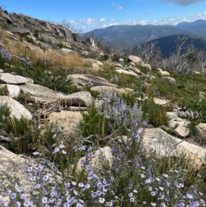 Olearia stricta var. parvilobata at Mount Clear, ACT - suppressed