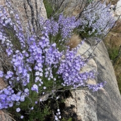 Olearia stricta var. parvilobata at Mount Clear, ACT - suppressed