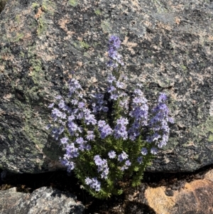 Olearia stricta var. parvilobata at Mount Clear, ACT - suppressed