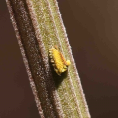 Monophlebulus sp. (genus) at O'Connor, ACT - 25 Jan 2023 by ConBoekel