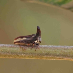 Ceraon vitta (Treehopper) at O'Connor, ACT - 25 Jan 2023 by ConBoekel