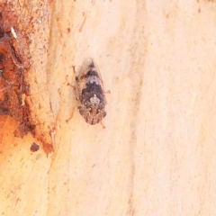 Stenocotis depressa (Leafhopper) at O'Connor, ACT - 25 Jan 2023 by ConBoekel