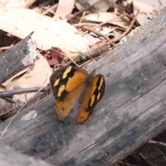 Heteronympha merope (Common Brown Butterfly) at Dryandra St Woodland - 25 Jan 2023 by ConBoekel