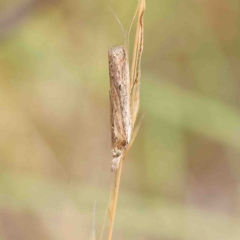 Faveria tritalis (Couchgrass Webworm) at O'Connor, ACT - 25 Jan 2023 by ConBoekel