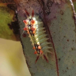 Doratifera quadriguttata at O'Connor, ACT - 25 Jan 2023