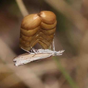 Culladia cuneiferellus at O'Connor, ACT - 25 Jan 2023 12:45 PM