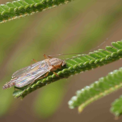 Chironomidae (family) (Non-biting Midge) at O'Connor, ACT - 24 Jan 2023 by ConBoekel