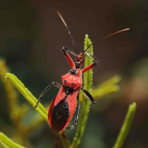 Gminatus australis at O'Connor, ACT - 25 Jan 2023 12:33 PM