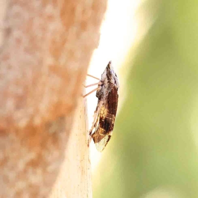 Cicadellidae (family) (Unidentified leafhopper) at O'Connor, ACT - 25 Jan 2023 by ConBoekel