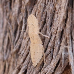 Ledromorpha planirostris at O'Connor, ACT - 25 Jan 2023 11:15 AM