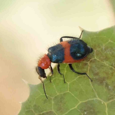 Dicranolaius bellulus (Red and Blue Pollen Beetle) at O'Connor, ACT - 25 Jan 2023 by ConBoekel