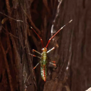 Rayieria acaciae at O'Connor, ACT - 25 Jan 2023