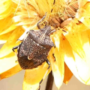 Poecilometis patruelis at O'Connor, ACT - 25 Jan 2023