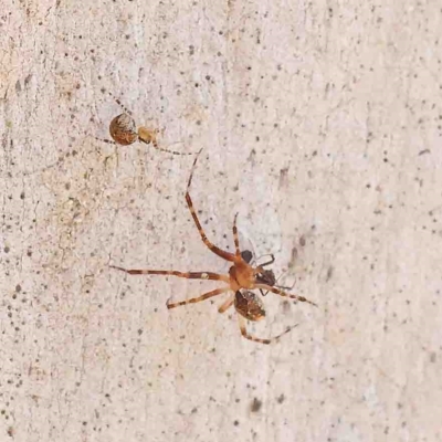 Cryptachaea veruculata (Diamondback comb-footed spider) at O'Connor, ACT - 25 Jan 2023 by ConBoekel