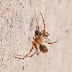 Cryptachaea veruculata at O'Connor, ACT - 25 Jan 2023