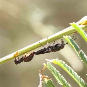 Thynninae (subfamily) at O'Connor, ACT - 25 Jan 2023