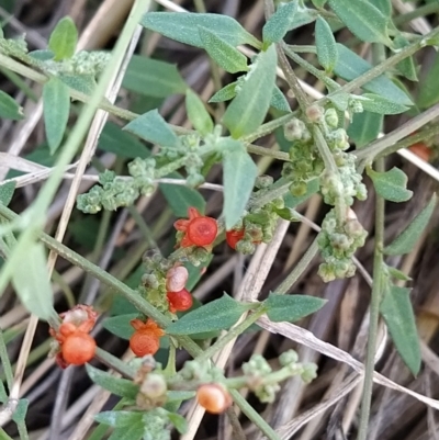 Einadia nutans (Climbing Saltbush) at Fadden, ACT - 7 Mar 2023 by KumikoCallaway