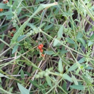 Einadia nutans at Fadden, ACT - 8 Mar 2023 07:44 AM