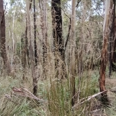 Poa helmsii (Broad-leaved Snow Grass) at Paddys River, ACT - 8 Mar 2023 by KumikoCallaway