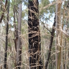 Poa helmsii at Paddys River, ACT - 8 Mar 2023 11:53 AM