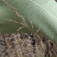 Poa helmsii at Paddys River, ACT - 8 Mar 2023 11:53 AM