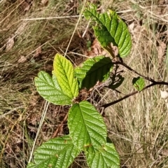 Pomaderris aspera (Hazel Pomaderris) at Paddys River, ACT - 8 Mar 2023 by KumikoCallaway